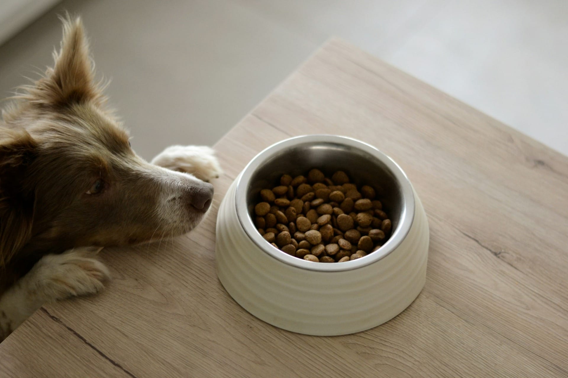 News regarding the environmental impact of dog food