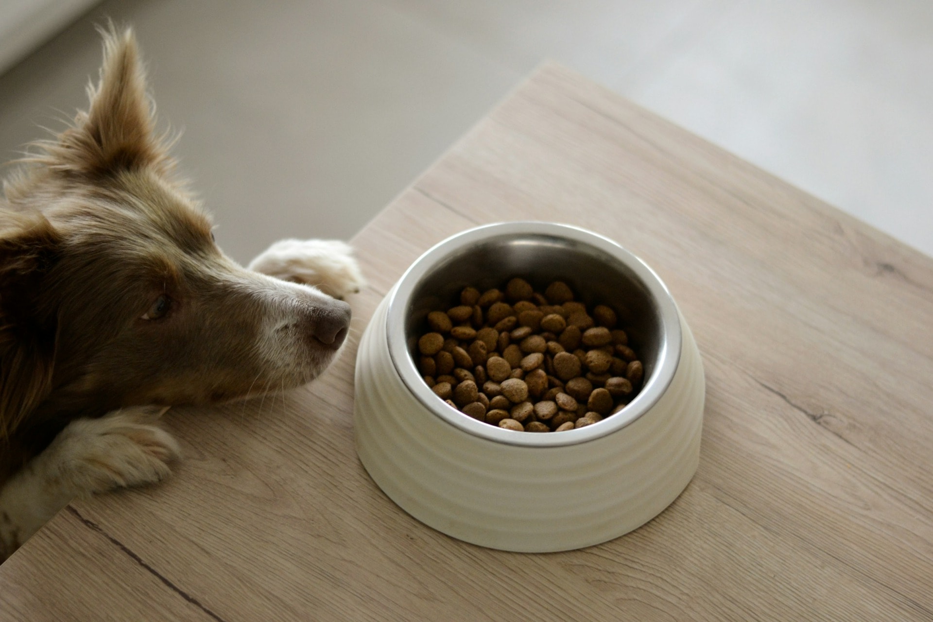 News regarding the environmental impact of dog food