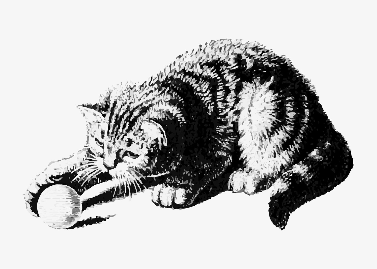 Cat Portraits Full of Personality laying with the ball. Pencil drawing.