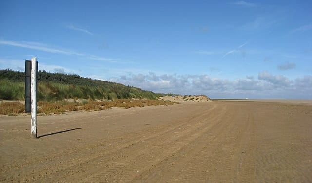 Reusing discarded Christmas trees to protect coastline