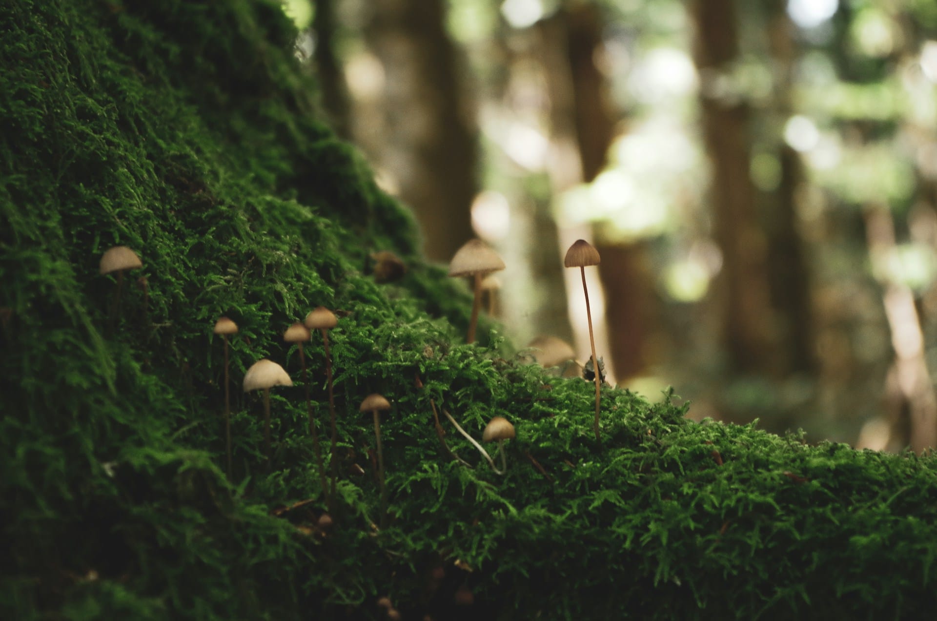 Mushrooms grow on the forest floor