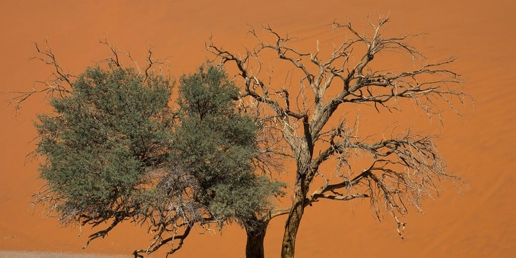 A lone tree stands in the Namibian desert, half of the tree is green, half is dead