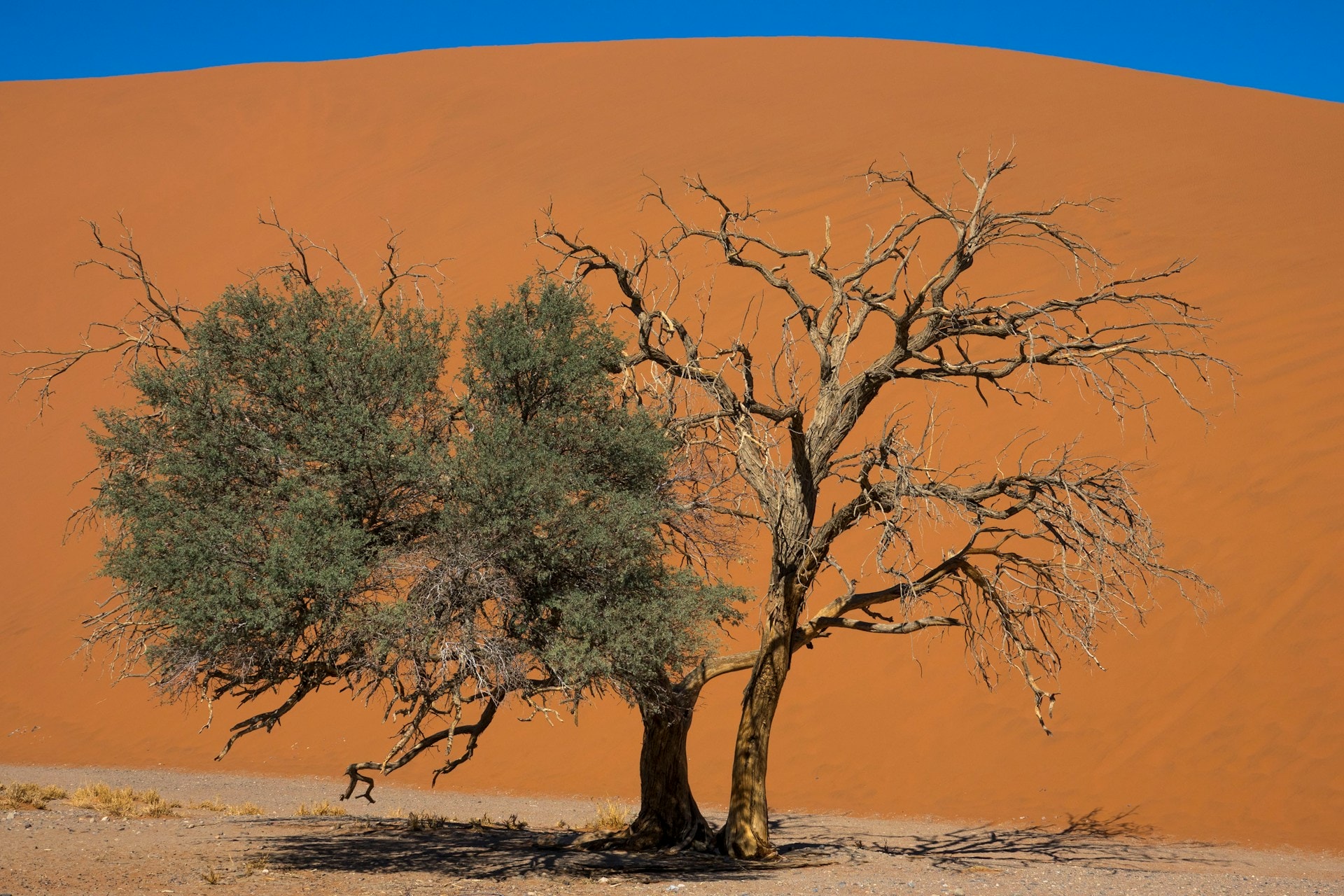 A lone tree stands in the Namibian desert, half of the tree is green, half is dead