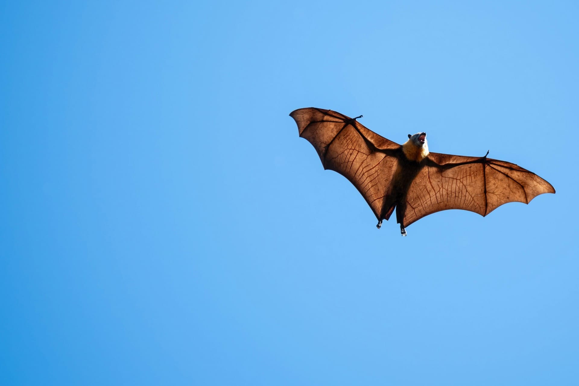 News about grey-headed flying foxes dying due to heatwaves caused by climate change.