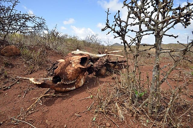 Northern Kenya drought and hunger crisis affecting pastoral communities