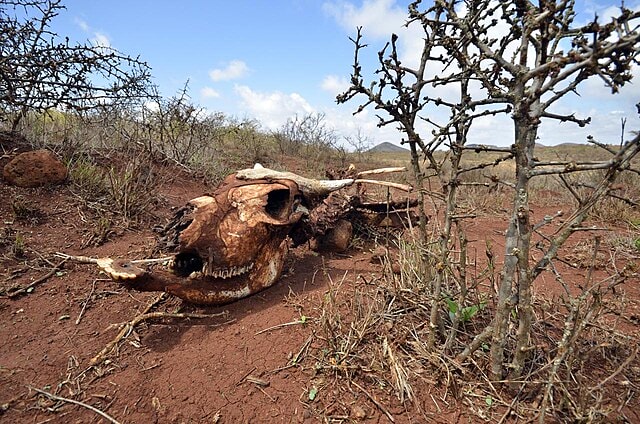 Northern Kenya drought and hunger crisis affecting pastoral communities
