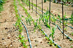 Iraq to grow lab-grown dates