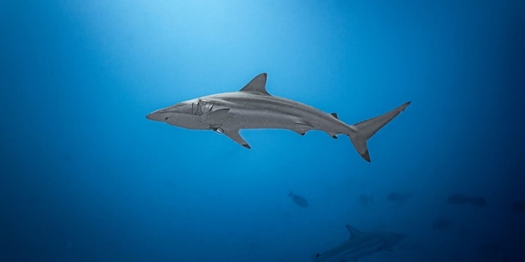 Can Human Behavior Explain the Recent Spike in Shark Attacks?