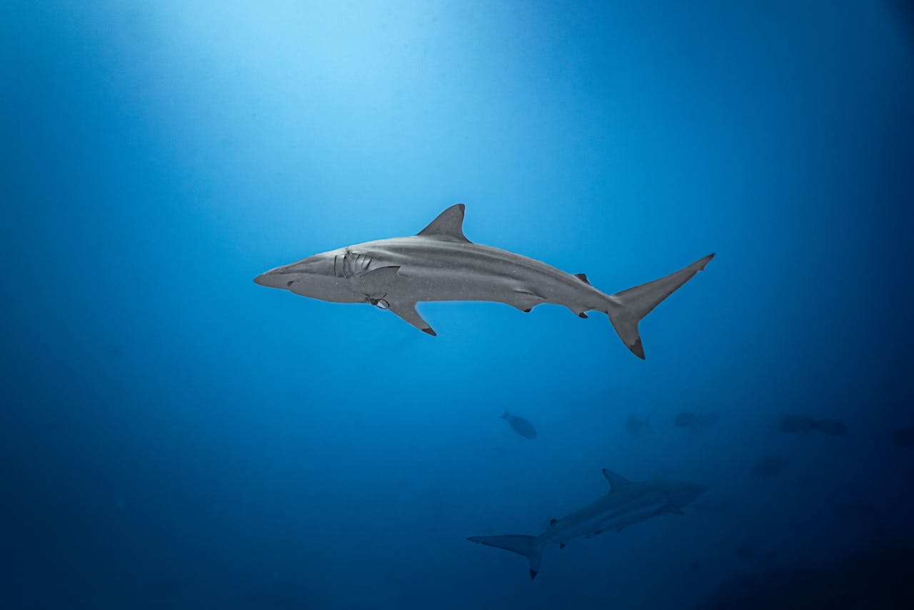 Can Human Behavior Explain the Recent Spike in Shark Attacks?