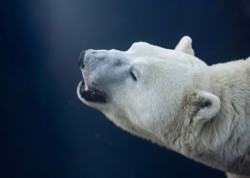 How Climate Change Is Forcing Evolution