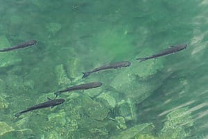 ESG News regarding EU ban on destruction of unsold clothes and shoes, UK securing record solar capacity, EDF’s ‘fish disco’ system potentially saving 90% of fish, and LNG demand in China setting to climb. 