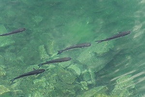 ESG News regarding EU ban on destruction of unsold clothes and shoes, UK securing record solar capacity, EDF’s ‘fish disco’ system potentially saving 90% of fish, and LNG demand in China setting to climb.