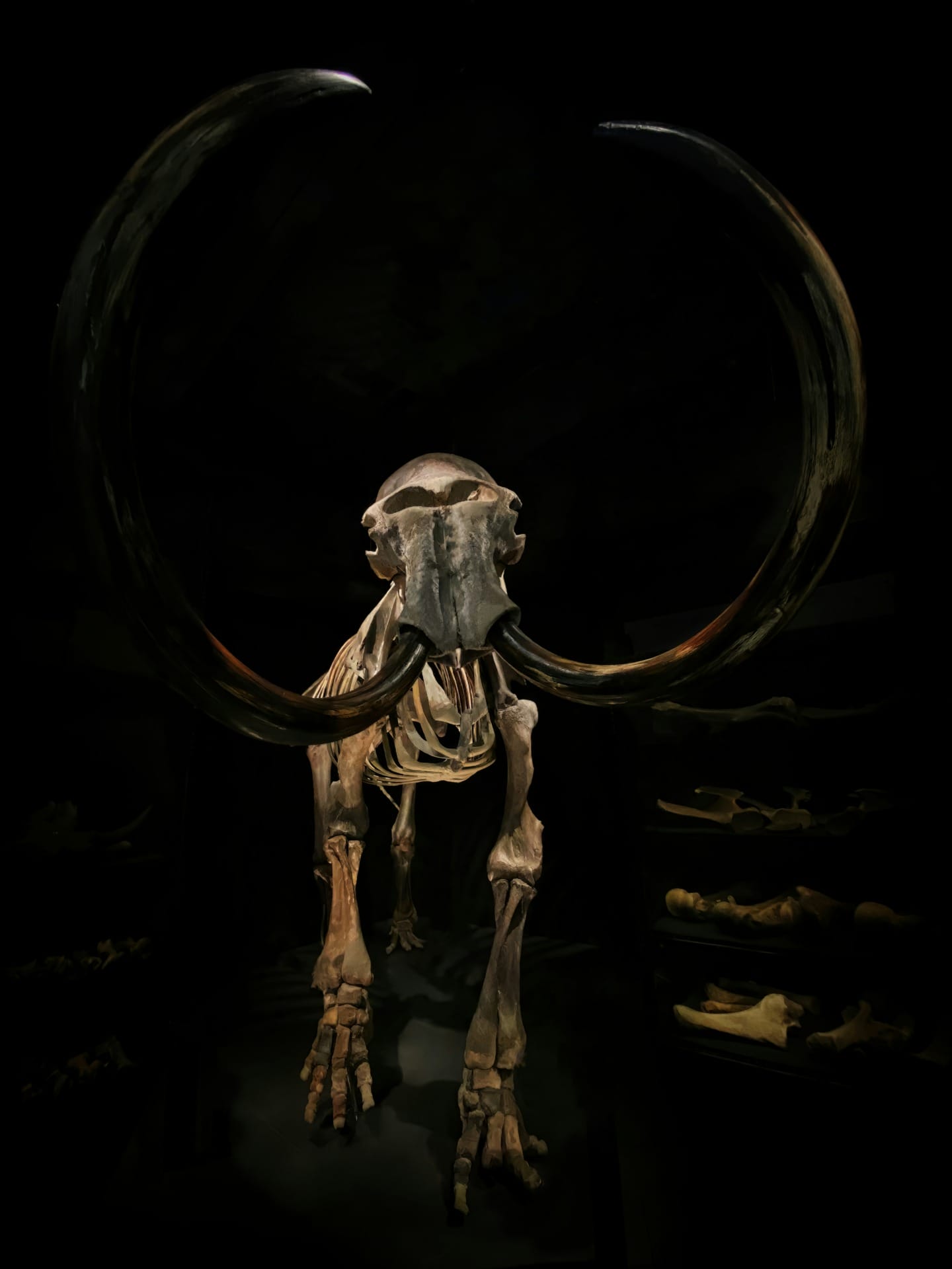 De-Extinction: Can Science Really Bring Species Back to Life?