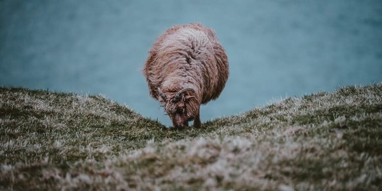 News regarding climate change potentially cutting land for cattle, sheep, and goat farming in half by 2100.