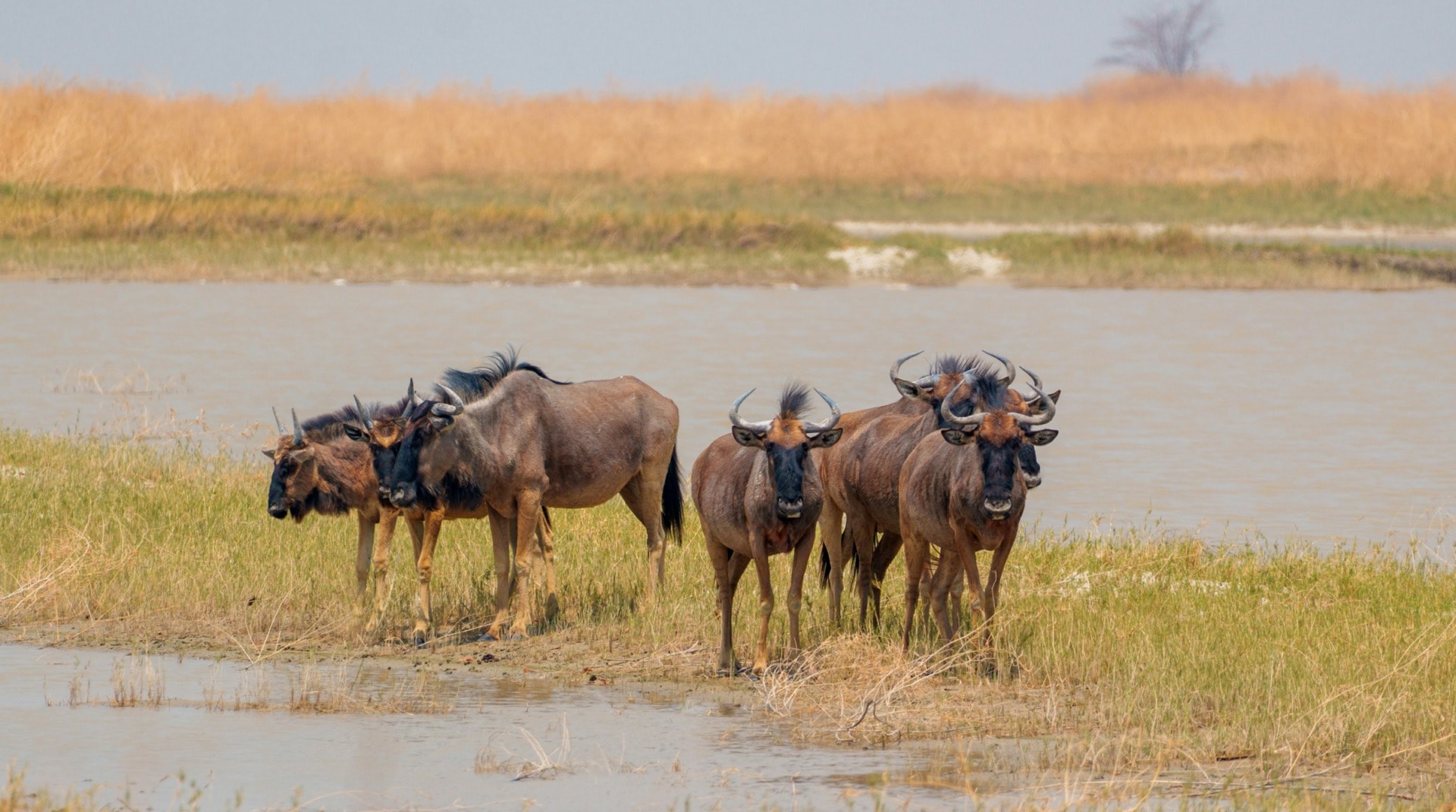News regarding climate change potentially cutting land for cattle, sheep, and goat farming in half by 2100.