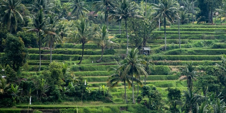 ESG news regarding Indonesia considering revival of its B50 biodiesel plan as oil prices rise, Singapore facing higher petrol and electricity prices amid global oil supply disruptions, the European Union exploring measures to ease industrial energy costs, and Indian cement firms facing an antitrust investigation over alleged bid rigging.