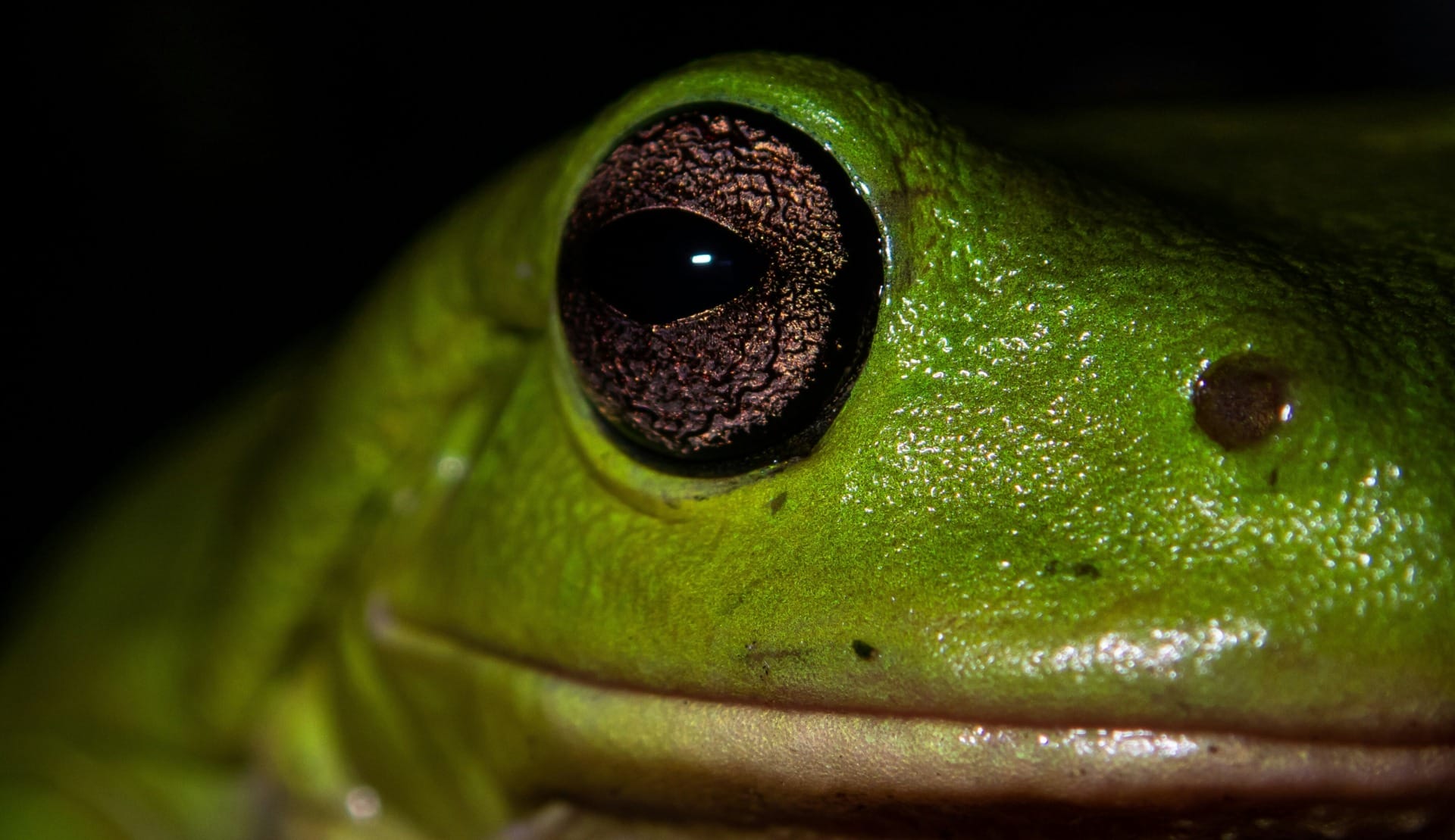 How Climate Change Is Altering Frogs’ Love Songs
