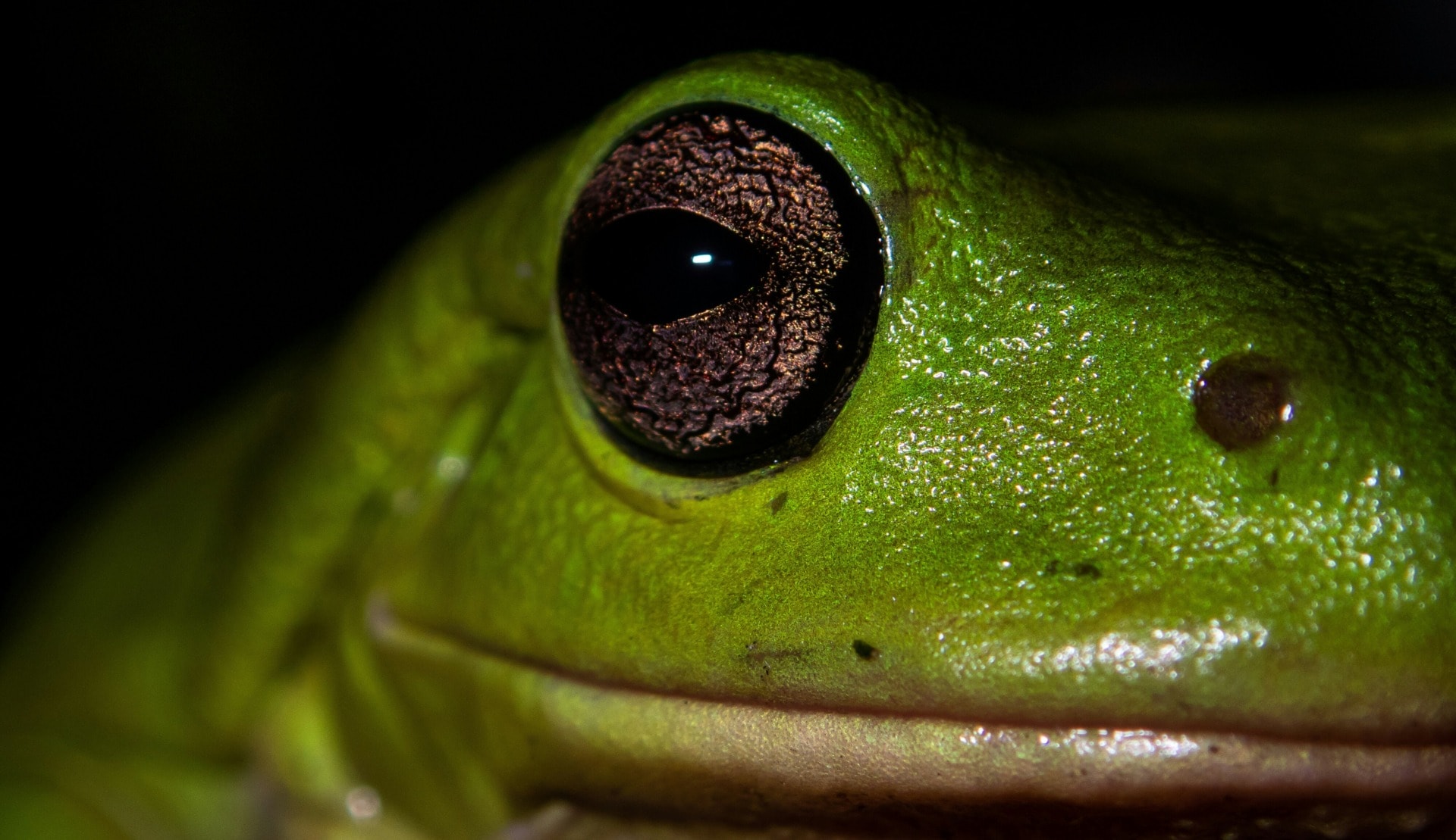 How Climate Change Is Altering Frogs’ Love Songs