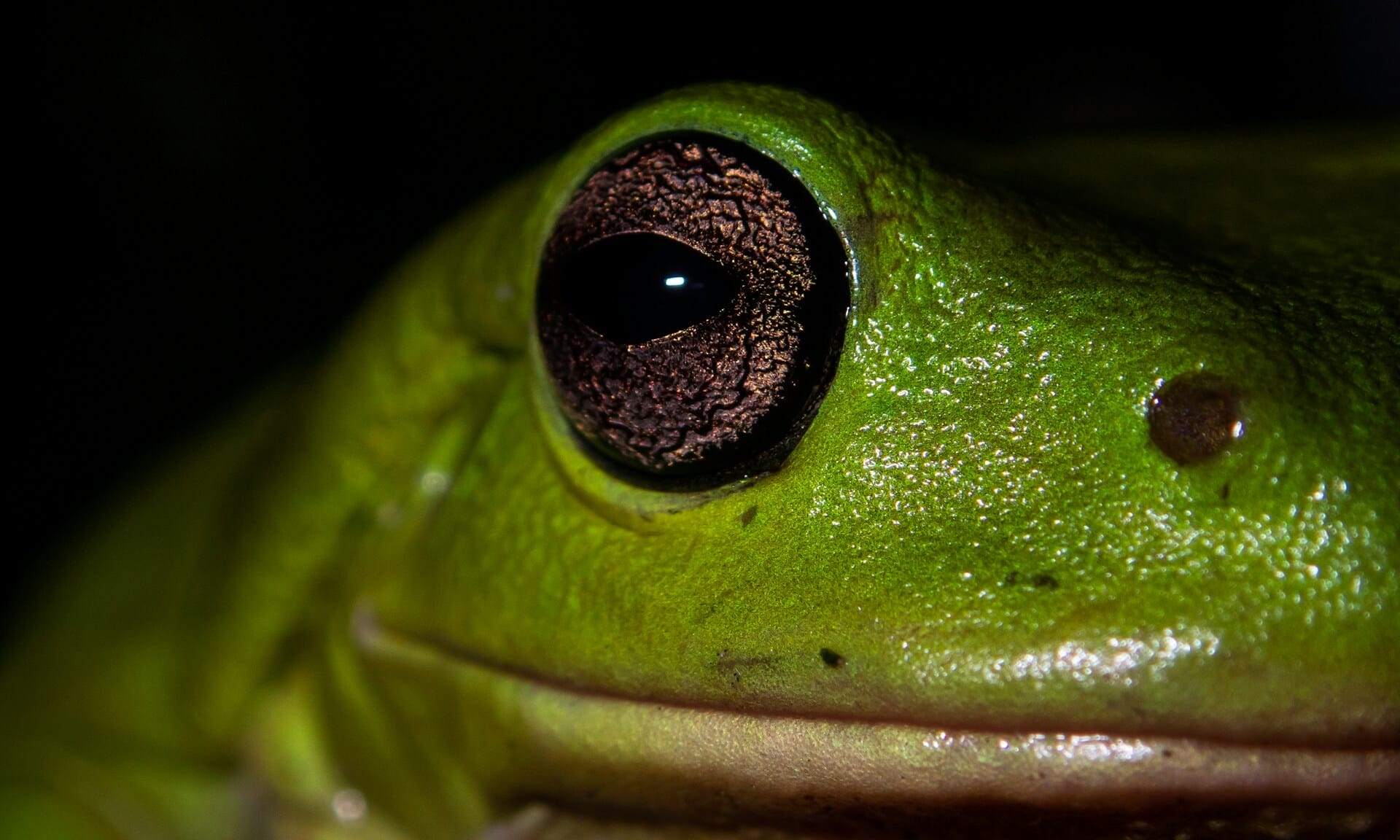 How Climate Change Is Altering Frogs’ Love Songs